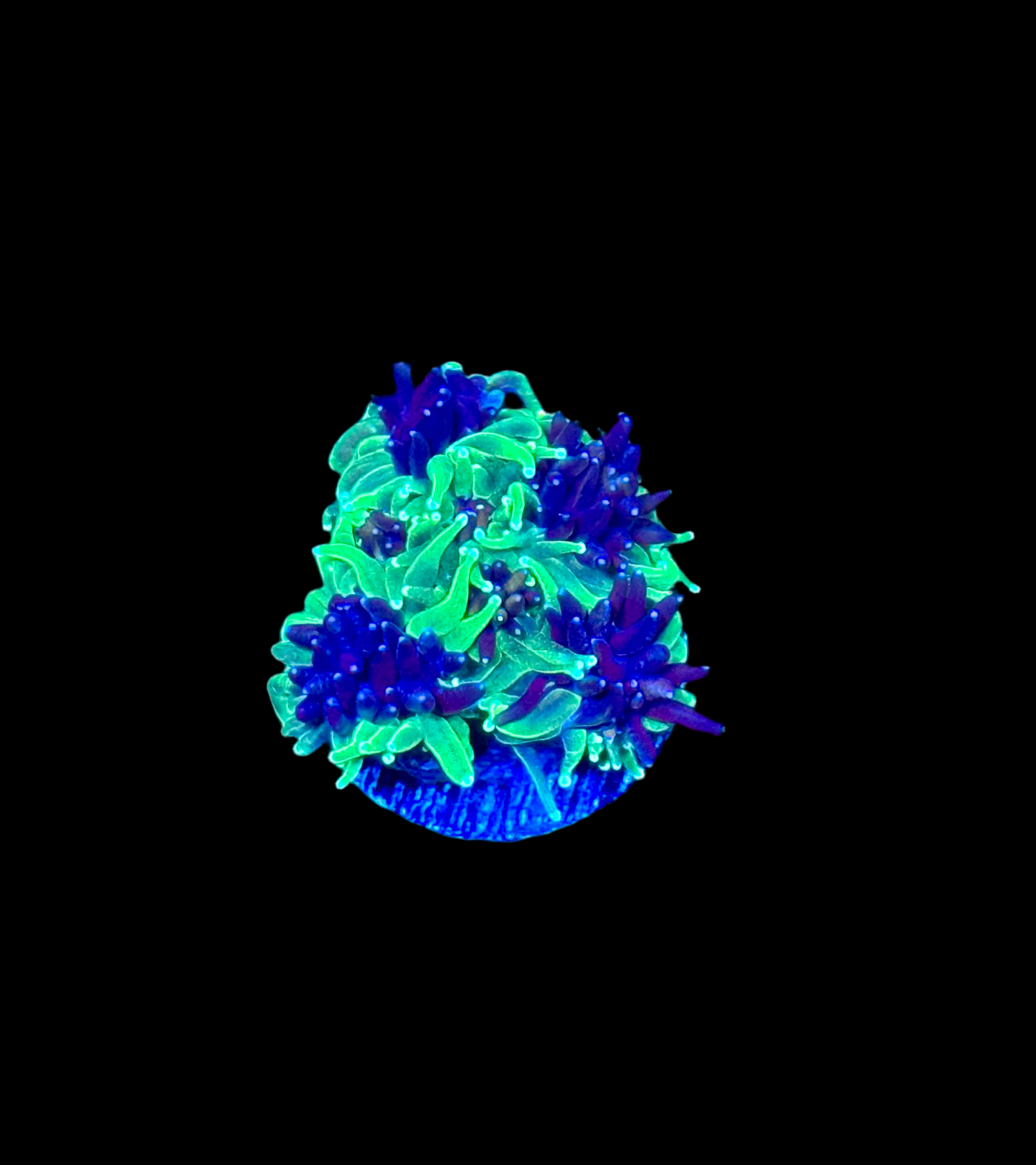 Super Sonic Galaxy Frag