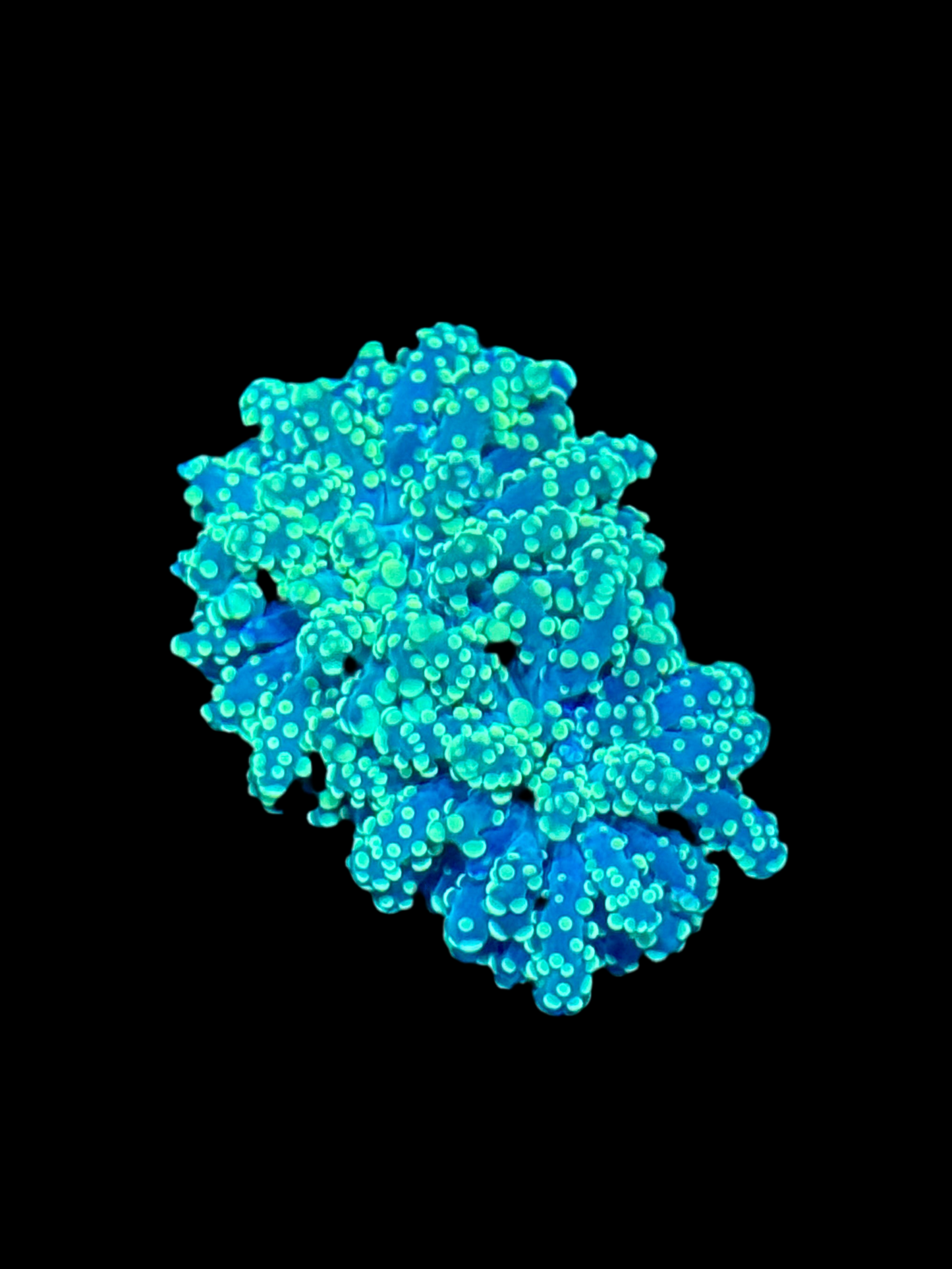 Teal/Green Indo Branching Octospawn (Yaeyamaensis)