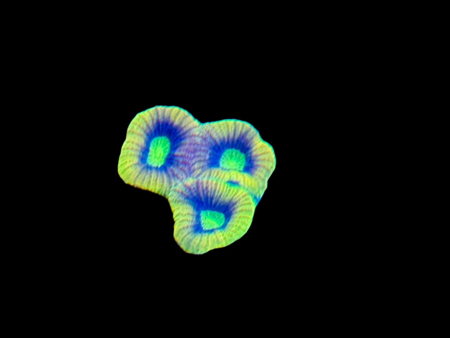 Dragon Soul Prism Favia Frag