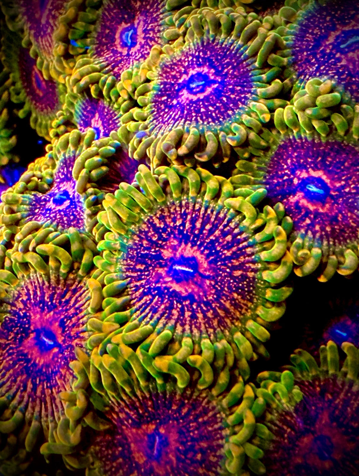 Grand Master Krakatoa Zoa