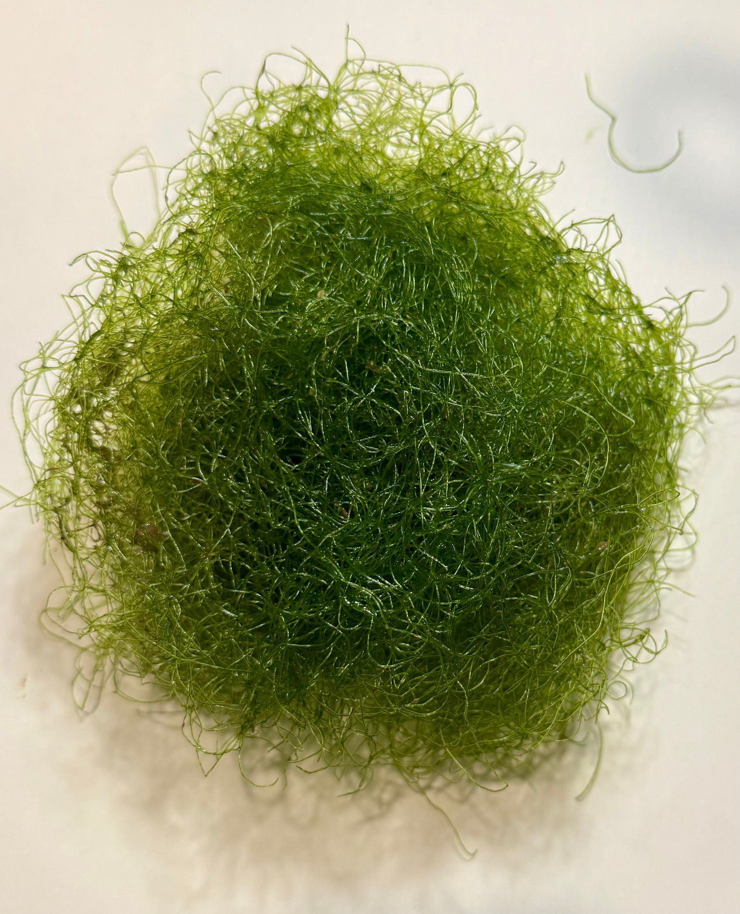 Macroalgae