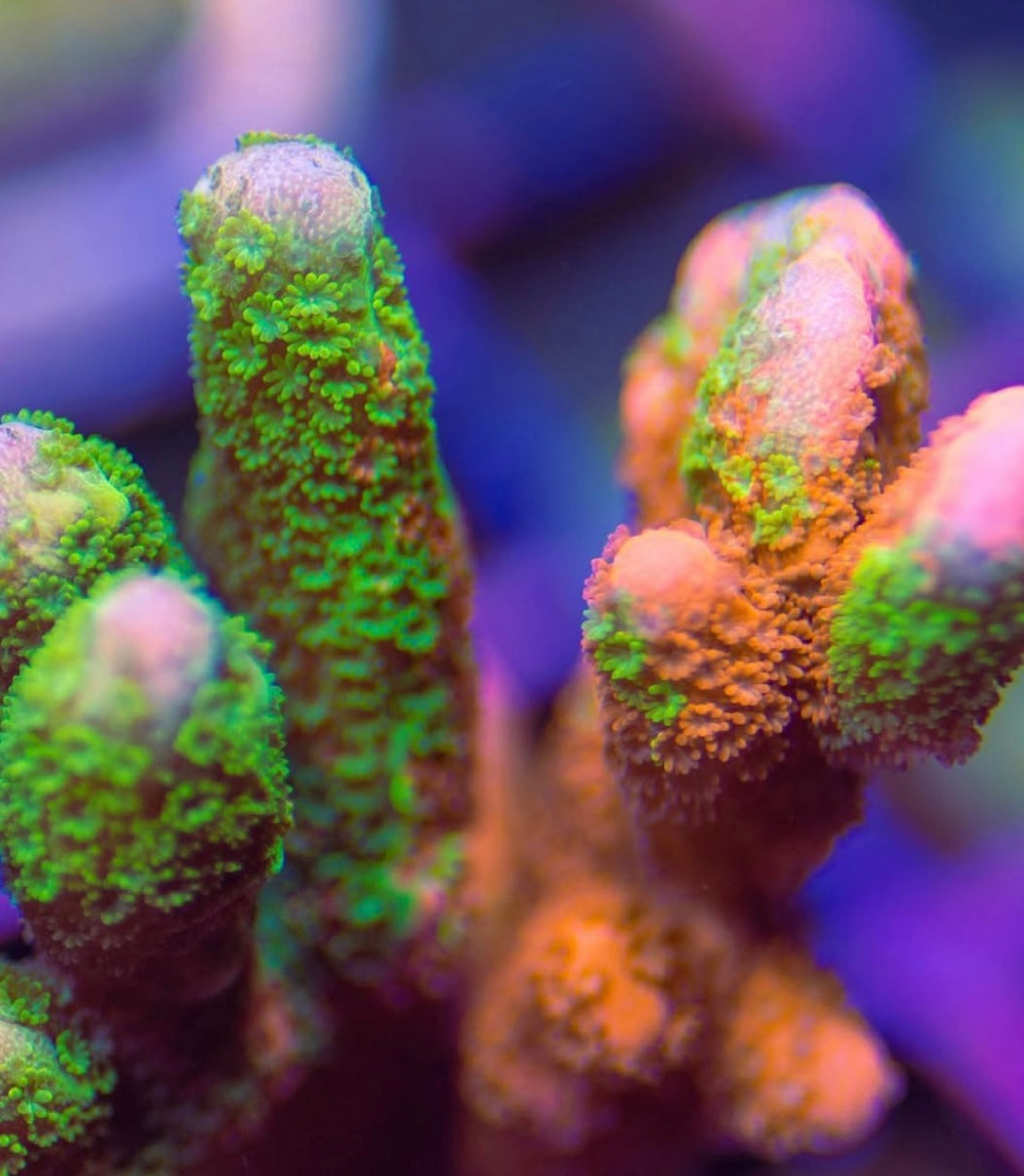 SPS