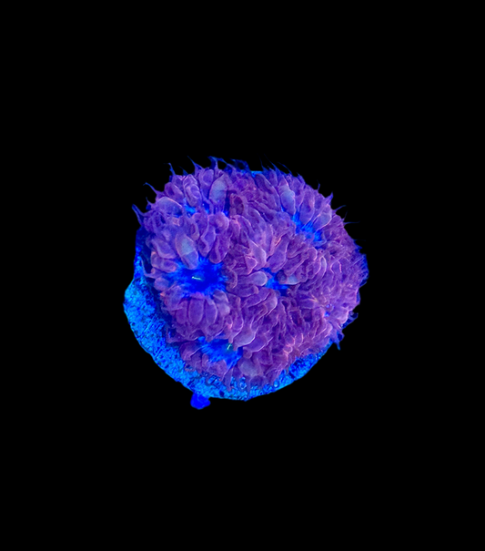 Blue Raven Blasto Merletti
