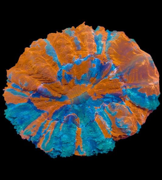 Rainbow Crush Acanthophyllia (Indo) HOT