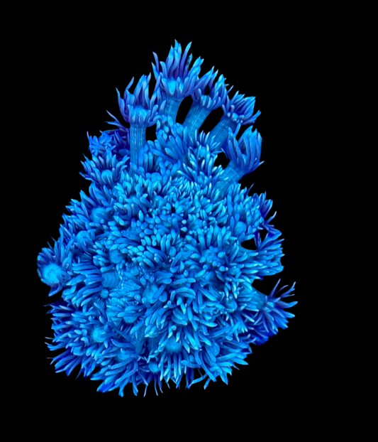 Aussie Teal Goniopora Mini Colony
