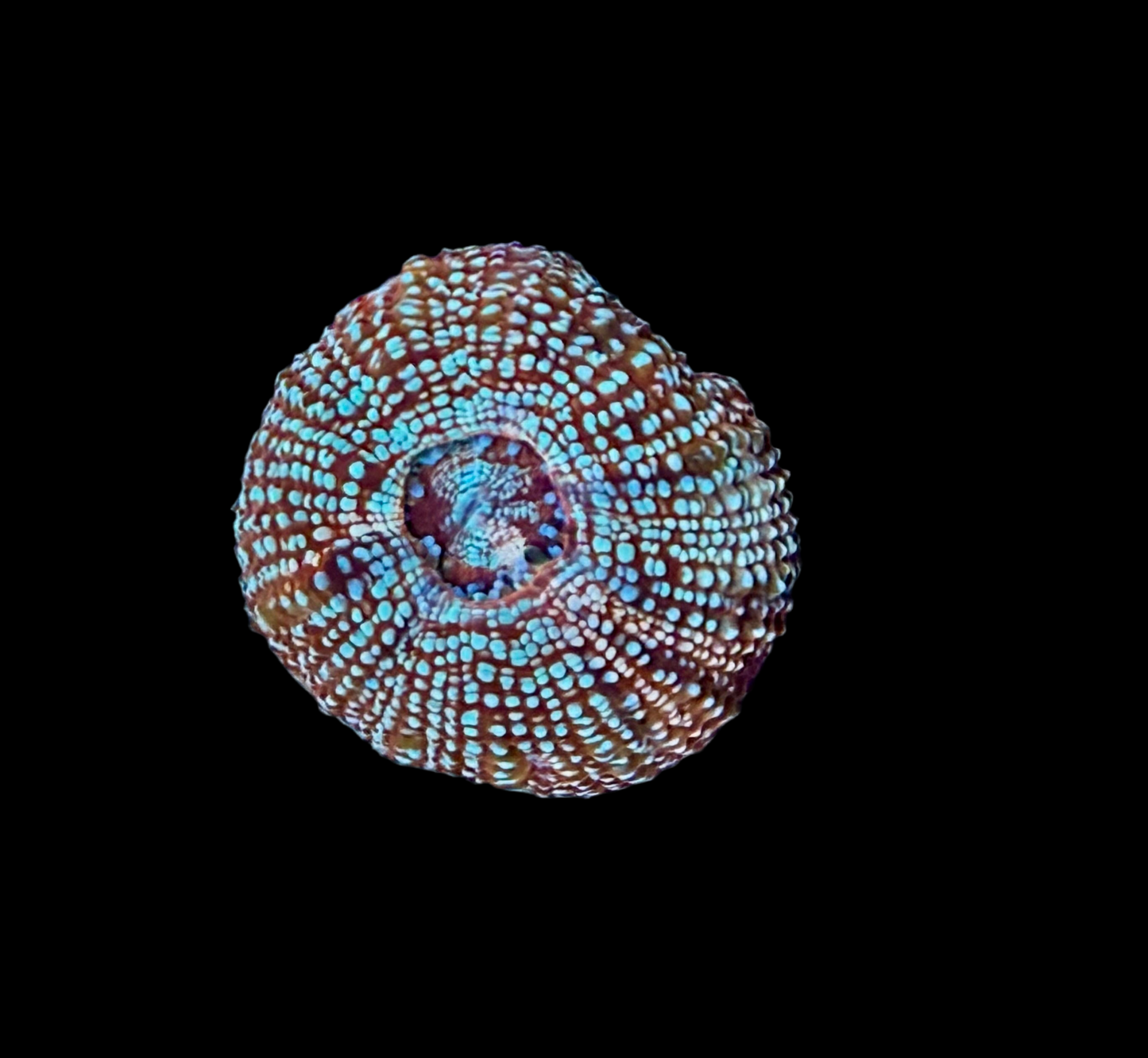 Chromatic Orb Bowerbanki