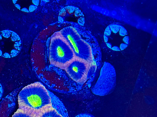 Dragon Soul Prism Favia Frag